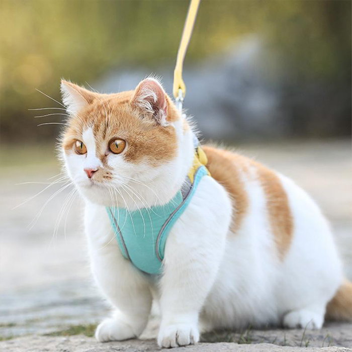 CatVest, macskahám és póráz - Image 6