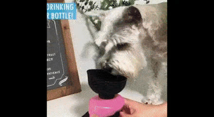 Kutya vizes palack, DOGBOTTLE - video