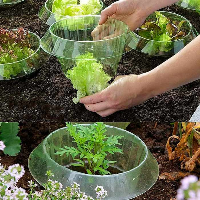 LettuceProtect, védelem a salátának és más növényeknek (10 darab) - Image 9