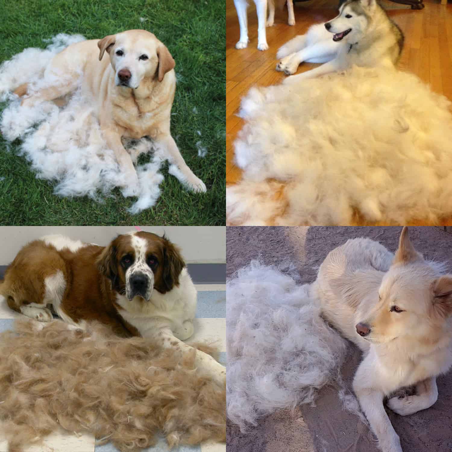 PetTangler, kétoldalú kefe a szőr és az aljszőrzet eltávolítására - Image 9