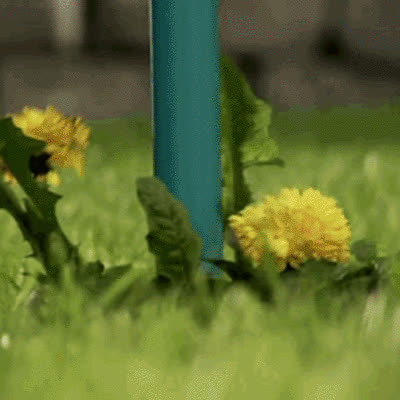 ROOTPULL, Rozsdamentes acél gyökéreltávolító - video