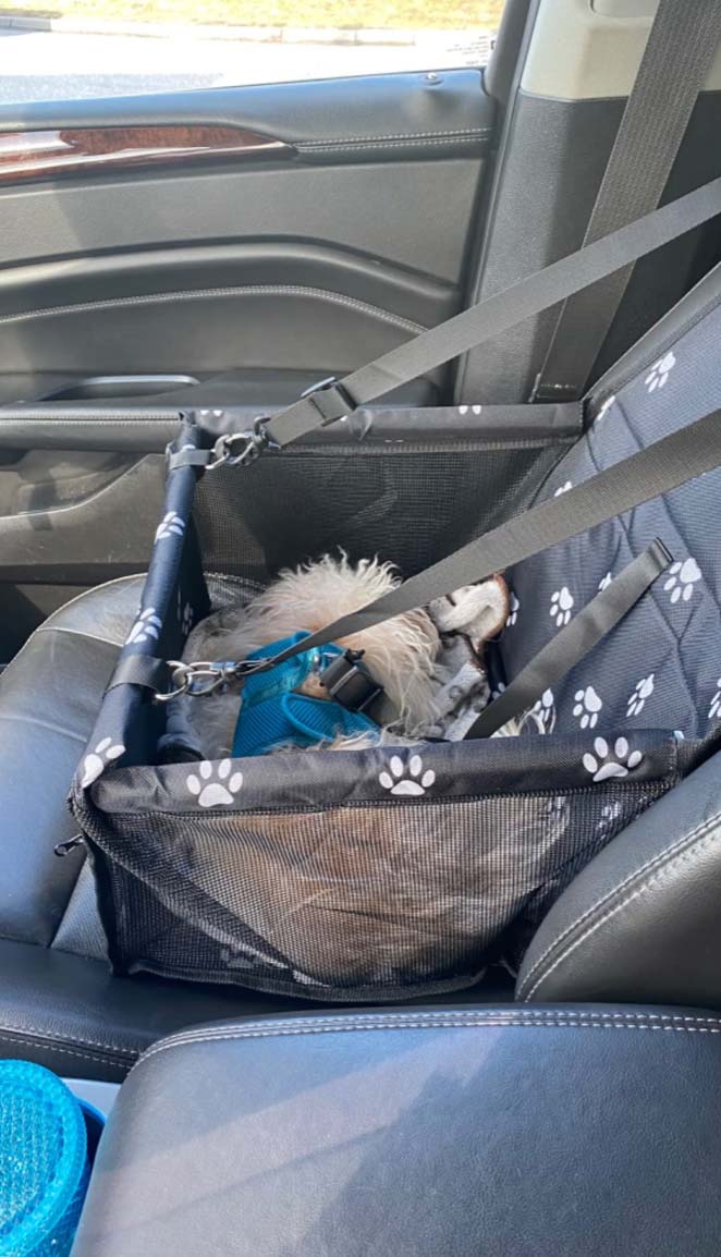 Seat4Dog, az autósülés háziállatok számára - Image 10