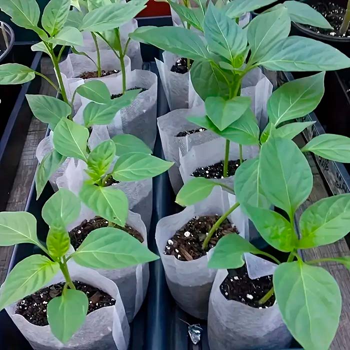 SeedBags, biodegradálható zsákok növények ültetéséhez és neveléséhez (100 db) - Image 3
