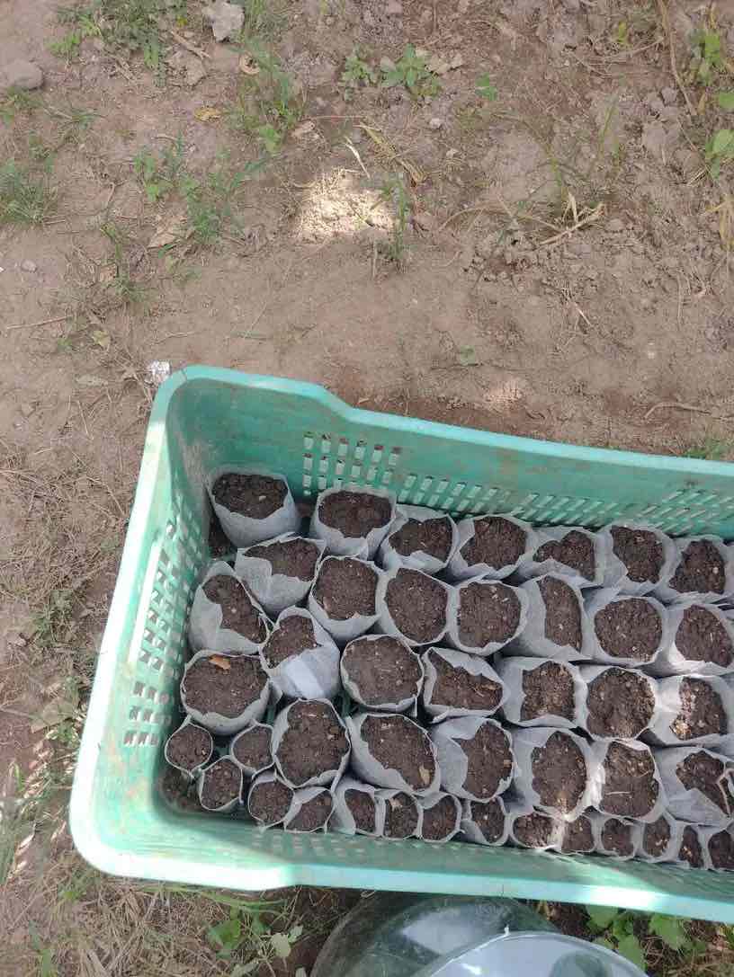 SeedBags, biodegradálható zsákok növények ültetéséhez és neveléséhez (100 db) - Image 10
