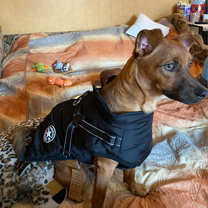 DogJacket, fényvisszaverő és vízálló télikabát kutyáknak - Image 9