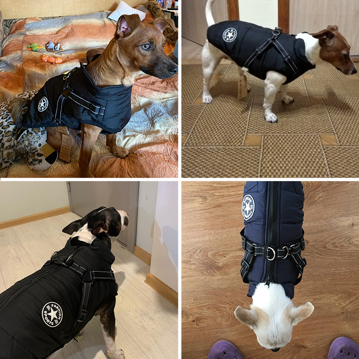 DogJacket, fényvisszaverő és vízálló télikabát kutyáknak - Image 8